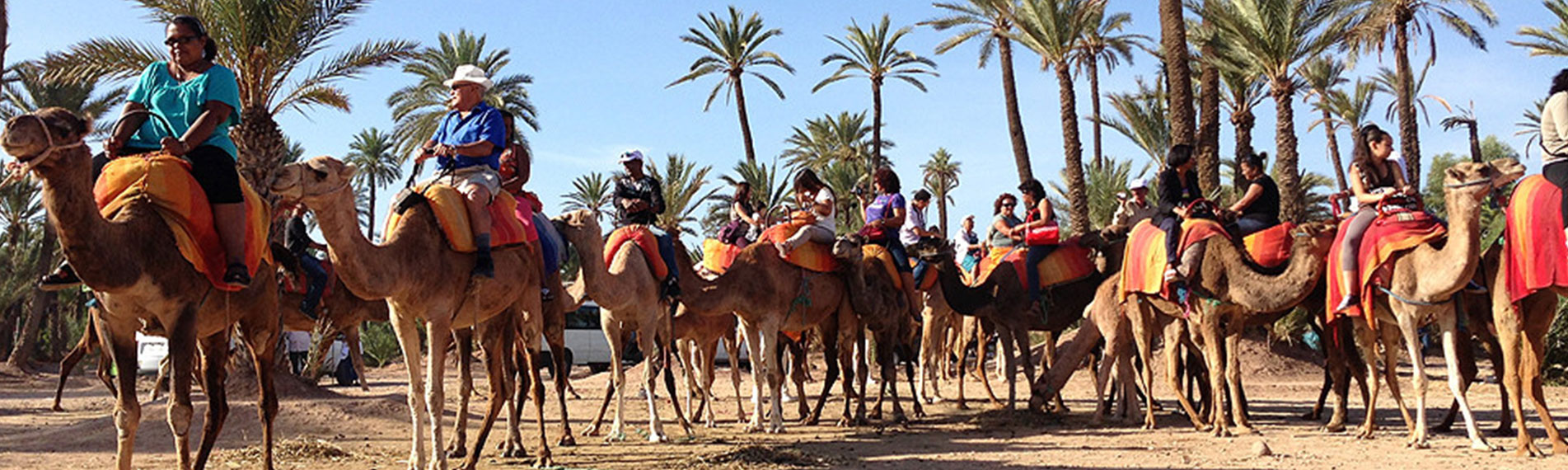 Camel ride in Marrakech Palm Grove